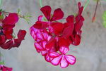 Wildemalva,geranium
